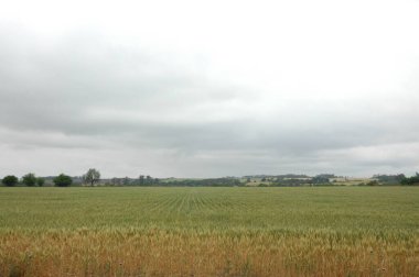 Kuzey Arjantin 'deki altın buğday tarlaları