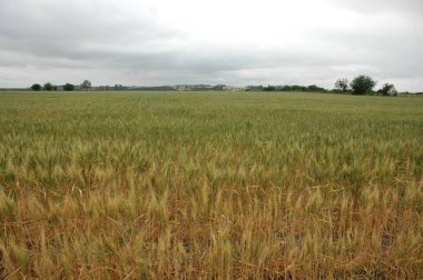 Kuzey Arjantin 'deki altın buğday tarlaları