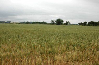 Kuzey Arjantin 'deki altın buğday tarlaları
