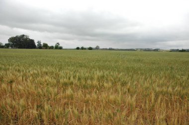 Kuzey Arjantin 'deki altın buğday tarlaları