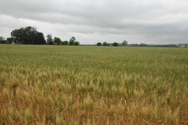 Kuzey Arjantin 'deki altın buğday tarlaları