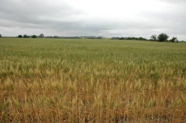 Kuzey Arjantin 'deki altın buğday tarlaları