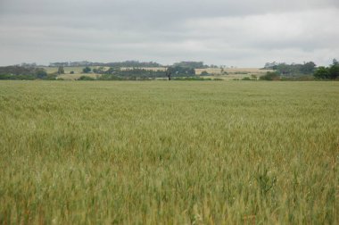 Kuzey Arjantin 'deki altın buğday tarlaları