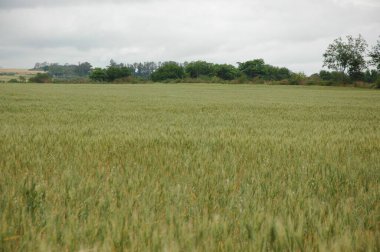 Kuzey Arjantin 'deki altın buğday tarlaları