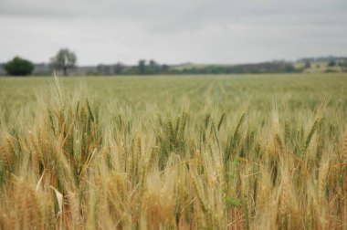 Kuzey Arjantin 'deki altın buğday tarlaları