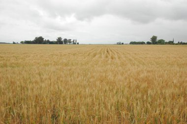 Kuzey Arjantin 'deki altın buğday tarlaları