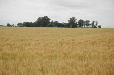 Kuzey Arjantin 'deki altın buğday tarlaları