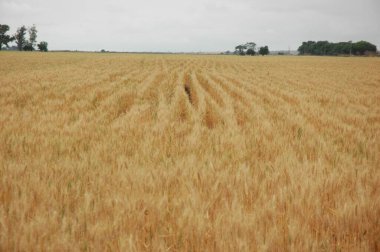 Kuzey Arjantin 'deki altın buğday tarlaları