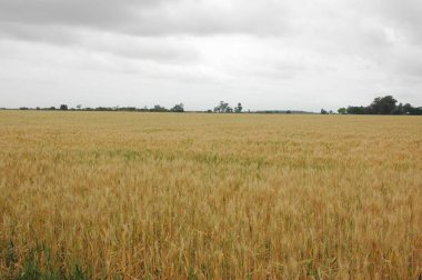 Kuzey Arjantin 'deki altın buğday tarlaları