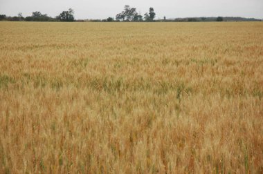 Kuzey Arjantin 'deki altın buğday tarlaları