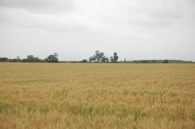 Kuzey Arjantin 'deki altın buğday tarlaları