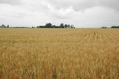 Kuzey Arjantin 'deki altın buğday tarlaları