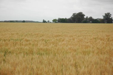 Kuzey Arjantin 'deki altın buğday tarlaları