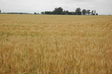 Kuzey Arjantin 'deki altın buğday tarlaları