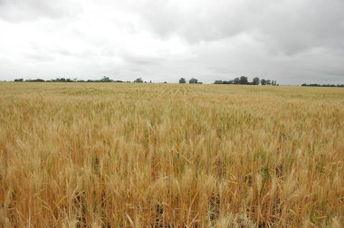 Kuzey Arjantin 'deki altın buğday tarlaları