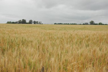 Kuzey Arjantin 'deki altın buğday tarlaları