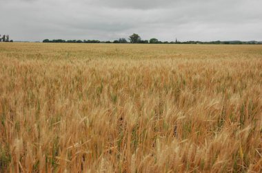 Kuzey Arjantin 'deki altın buğday tarlaları