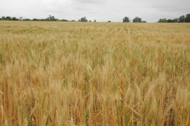 Kuzey Arjantin 'deki altın buğday tarlaları
