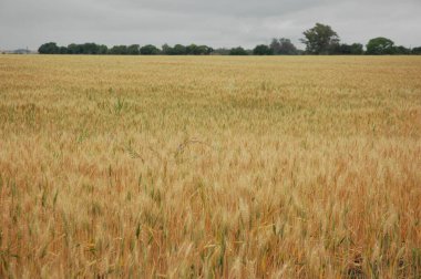 Kuzey Arjantin 'deki altın buğday tarlaları