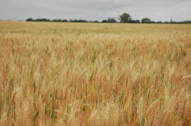Kuzey Arjantin 'deki altın buğday tarlaları