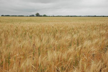 Kuzey Arjantin 'deki altın buğday tarlaları