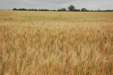 Kuzey Arjantin 'deki altın buğday tarlaları