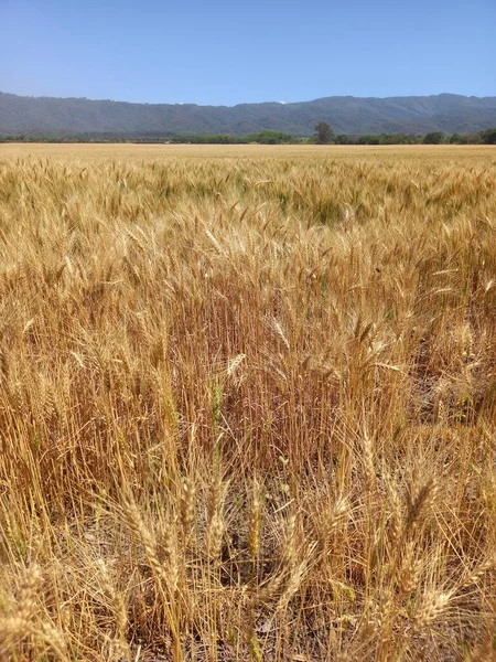 Kuzey Arjantin 'deki altın buğday tarlaları