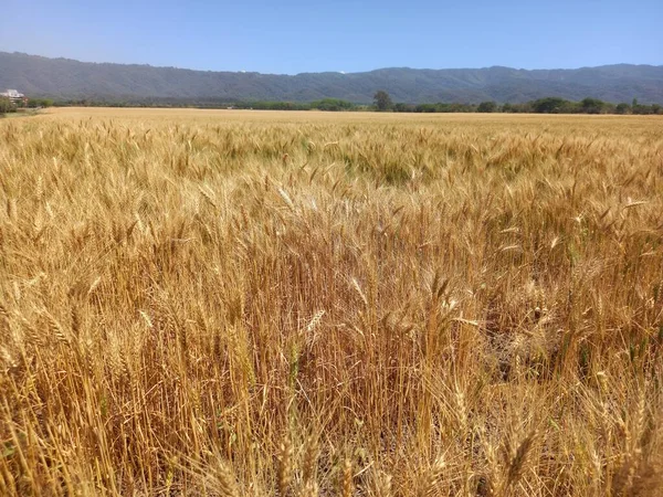 Kuzey Arjantin 'deki altın buğday tarlaları