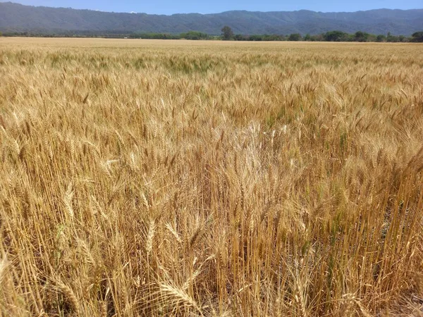 Kuzey Arjantin 'deki altın buğday tarlaları