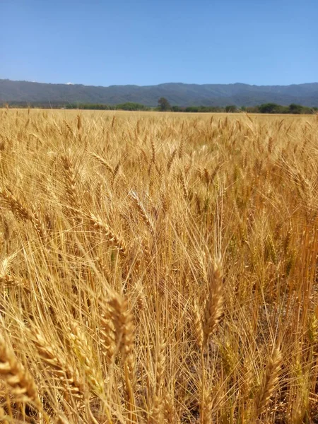 Kuzey Arjantin 'deki altın buğday tarlaları