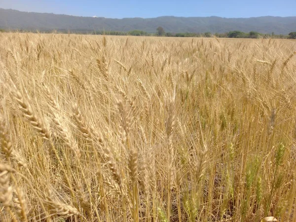 Kuzey Arjantin 'deki altın buğday tarlaları