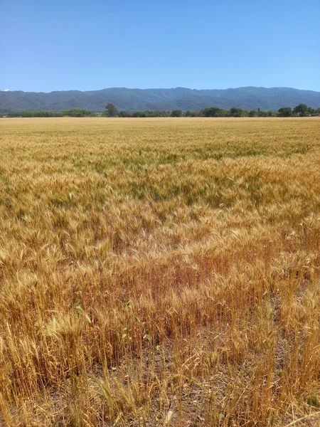 Kuzey Arjantin 'deki altın buğday tarlaları