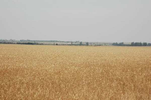 Kuzey Arjantin 'deki altın buğday tarlaları
