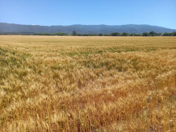 Kuzey Arjantin 'deki altın buğday tarlaları