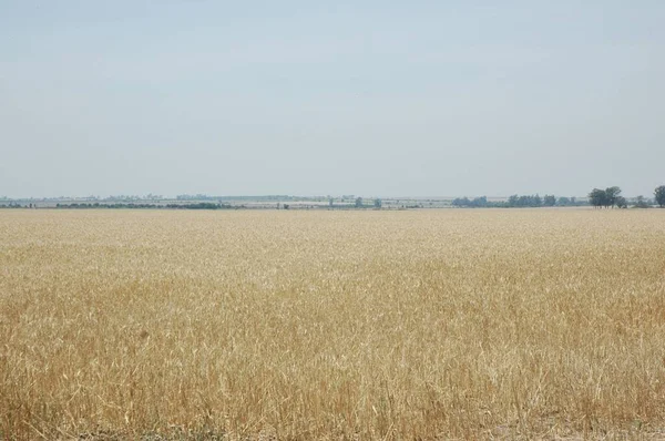 Kuzey Arjantin 'deki altın buğday tarlaları