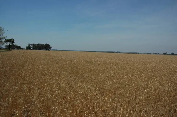 Kuzey Arjantin 'deki altın buğday tarlaları