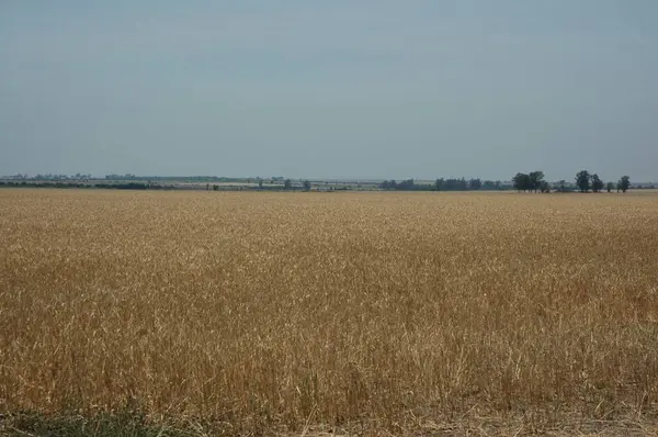 Kuzey Arjantin 'deki altın buğday tarlaları