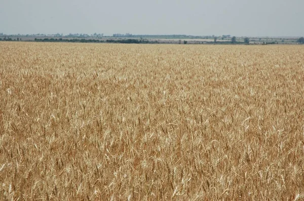 Campi Grano Dorato Nell Argentina Settentrionale — Foto Stock