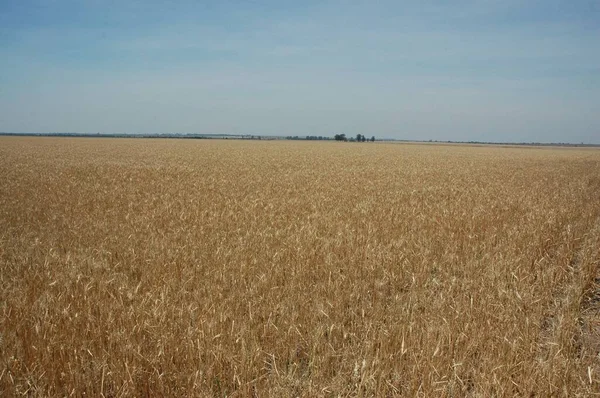Kuzey Arjantin 'deki altın buğday tarlaları