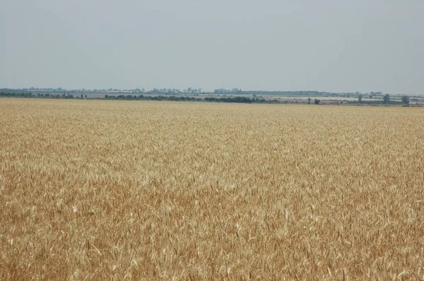 Golden Wheat Fields Northern Argentina — 스톡 사진