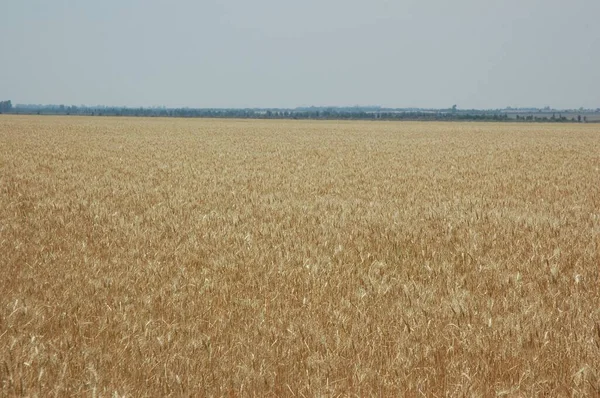Поля Золотой Пшеницы Северной Аргентины — стоковое фото
