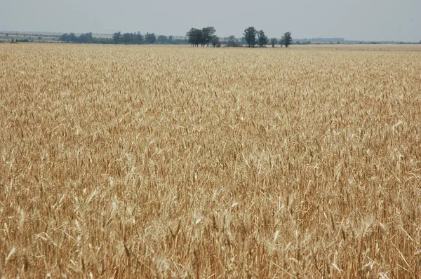 Golden Wheat Fields Northern Argentina — Stockfoto