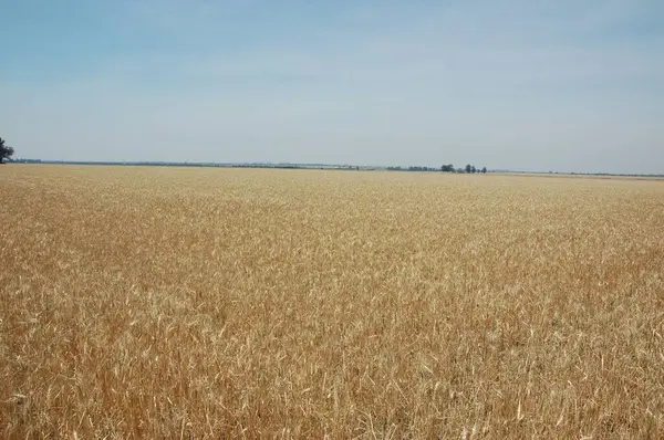 Kuzey Arjantin 'deki altın buğday tarlaları