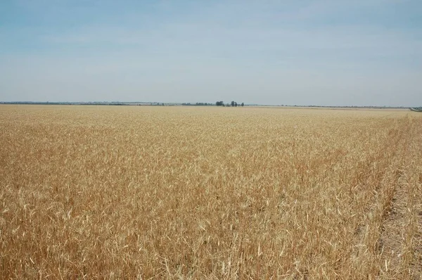 Kuzey Arjantin 'deki altın buğday tarlaları