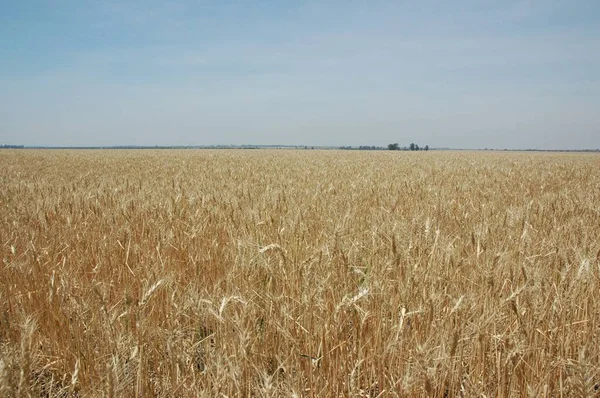 Kuzey Arjantin 'deki altın buğday tarlaları