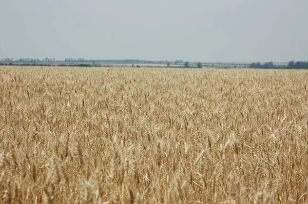 Kuzey Arjantin 'deki altın buğday tarlaları