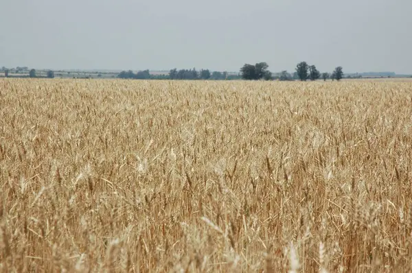 Kuzey Arjantin 'deki altın buğday tarlaları