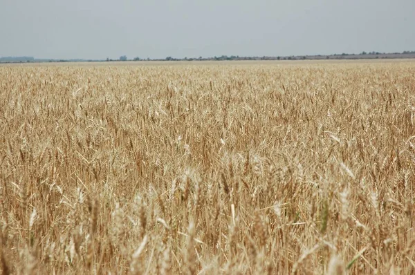 Kuzey Arjantin 'deki altın buğday tarlaları