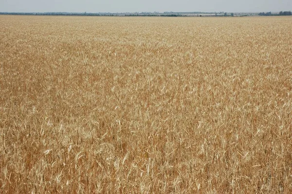 Kuzey Arjantin 'deki altın buğday tarlaları