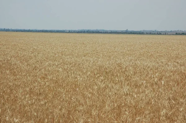 Golden Wheat Fields Northern Argentina — Fotografia de Stock